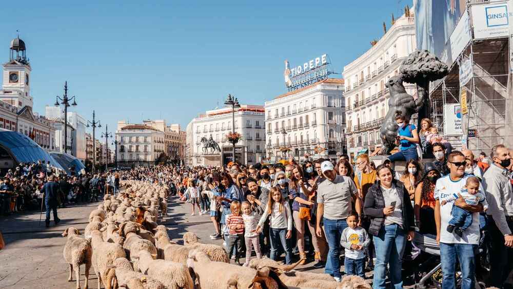 Imagen de la Puerta del Sol durante la fiesta de la trashumancia.