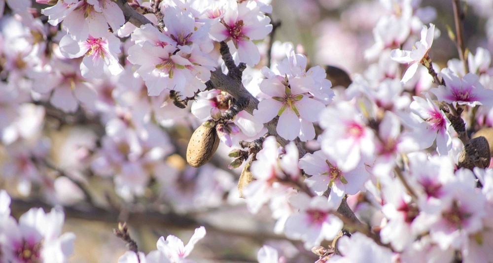 Foto de la floración de los almendros en Madrid.