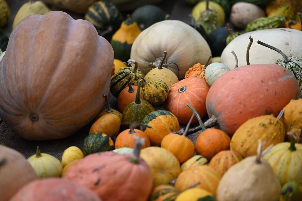 Calabazas del Real Jardín Botánico de Madrid