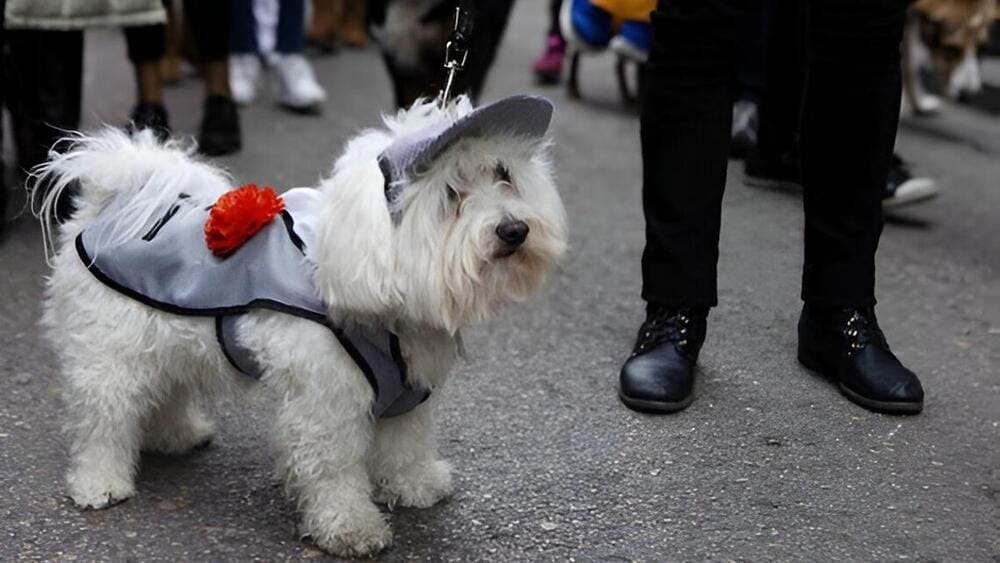 Perrito chulapo fiestas San Antón Madrid