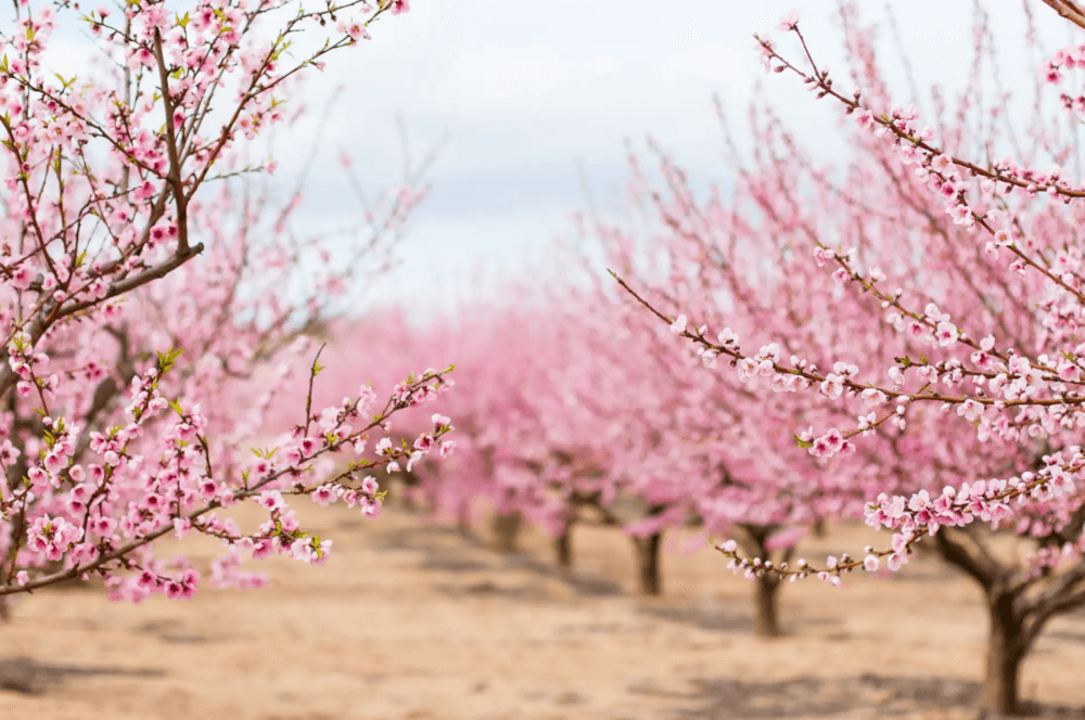 Almendros en flor Quinta de los Molinos